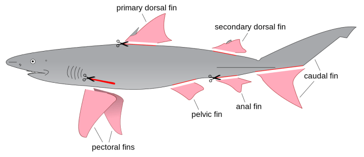 Shark_finning_diagram.svg