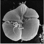 Karenia_brevis_Anatomy_(1)